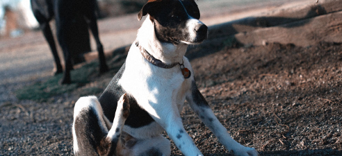 default image for post